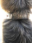 Pit Bull Gear V30 - 1 1/2 Name Plate Dragons & Gems Leather Collar Review