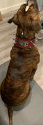 Pit Bull Gear NJ5 - 2 1/2 Name Plate Spiked Collar Review