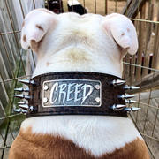 Pit Bull Gear NJ5 - 2 1/2 Name Plate Spiked Collar Review