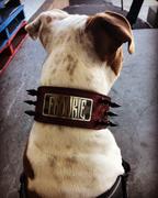 Pit Bull Gear NJ5 - 2 1/2 Name Plate Spiked Collar Review