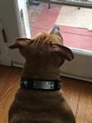 Pit Bull Gear V42 - 1 1/2 Name Plate Star Leather Dog Collar w/Gems Review