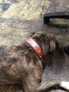 Pit Bull Gear V42 - 1 1/2 Name Plate Star Leather Dog Collar w/Gems Review