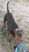 Pit Bull Gear NJ8 - 2 1/2 Name Plate Bucket Studded Leather Collar Review