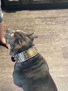 Pit Bull Gear NJ8 - 2 1/2 Name Plate Bucket Studded Leather Collar Review