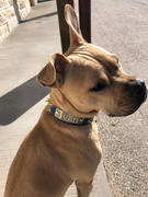 Pit Bull Gear VN5 - 1 1/2 Name Plate Leather Collar w/Cone Spikes Review