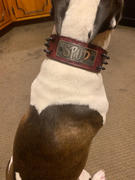 Pit Bull Gear W46 - 2 Name Plate Spiked Leather Dog Collar Review