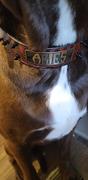 Pit Bull Gear W46 - 2 Name Plate Spiked Leather Dog Collar Review