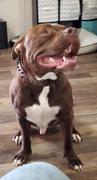 Pit Bull Gear W46 - 2 Name Plate Spiked Leather Dog Collar Review