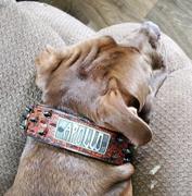Pit Bull Gear W46 - 2 Name Plate Spiked Leather Dog Collar Review