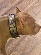 Pit Bull Gear WN4 - 2 Name Plate Bucket Studded Leather Dog Collar Review