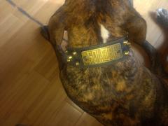 Pit Bull Gear WN4 - 2 Name Plate Bucket Studded Leather Dog Collar Review