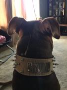 Pit Bull Gear NJ2 - 2 1/2 Name Plate Spiked Collar Review