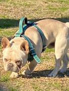 Pit Bull Gear FBH3 - French Bulldog Personalized Spiked Leather Harness Review
