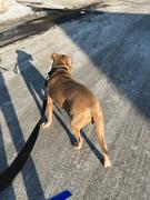 Pit Bull Gear Black Nylon Martingale Dog Collar (slip on) - 1.5 (4cm) Review