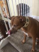 Pit Bull Gear NJ6 - 2 1/2 Personalized Military Leather Dog Collar Review
