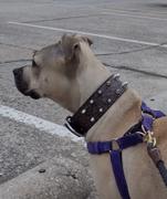 Pit Bull Gear W44 - 2 Bucket Stud Leather Collar Review