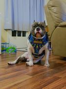 Pit Bull Gear NH7 - NAME PLATE CLAW SPIKED HARNESS Review