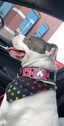 Pit Bull Gear W47 - 2 Bully Spiked Leather Collar Review