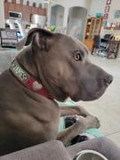 Pit Bull Gear VN2 - 1 1/2 Personalized Hearts & Gems Leather Collar Review