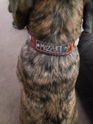 Pit Bull Gear VN2 - 1 1/2 Personalized Hearts & Gems Leather Collar Review