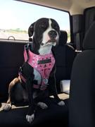 Pit Bull Gear NH9 - Name Plate Dog Harness w/Gems & Bucket Studs Review
