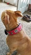 Pit Bull Gear W76 - 2 Marine Corps Theme Leather Dog Collar Review