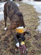 Pit Bull Gear NJ10 - 2.5 Name Plate Spiked Leather Collar Review