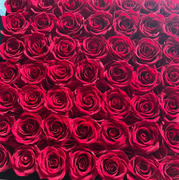 Rose Forever  Essential Black Velvet Ivory 9 Review