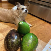 FruitStand.com Tropical Avocado Box Review