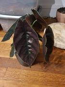 Groen in Huis | Stephanie Keijzer Alocasia Azlanii Review