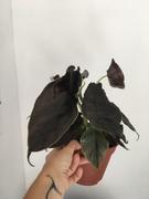Groen in Huis | Stephanie Keijzer Alocasia Azlanii Review