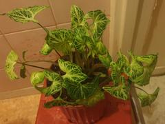 Groen in Huis | Stephanie Keijzer Syngonium Batik Review