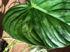 Groen in Huis | Stephanie Keijzer Philodendron Pastazanum Review
