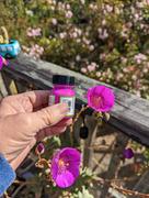 Angelus Direct  Angelus Neon Paradise Purple Paint Review