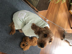 DOG By Dr Lisa DOG Poncho - Mint Review