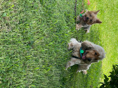DOG By Dr Lisa DOG by Dr Lisa Lick Mat - Free Review