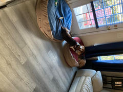 CordaRoy's 30 Forever Dog Beds Review