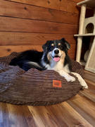 CordaRoy's 40 Forever Dog Beds (Waterproof) Review
