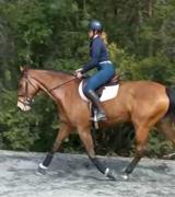 Free Ride Equestrian Lux Full Seat Breech in Emerald Review