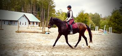 Free Ride Equestrian Empower Legging in Mahogany Review