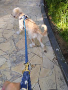 Boss & Olly Customise a Tri-coloured Leash Review