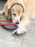 Boss & Olly Melted Crayons : Autumn Rainbow Leash Review