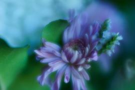 Lensbaby Velvet 56 Review