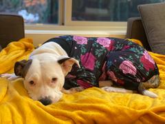 Tooth & Honey Dark Floral Lightweight Dog Pajama Review