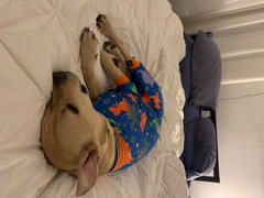 Tooth & Honey Dino Lightweight Dog Pajamas Review