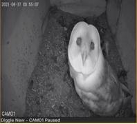 Green Feathers Bird Box Camera HD Network Cable Connection Review
