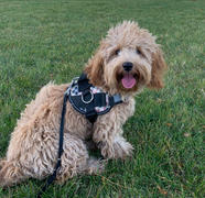 Joyride Harness Holiday Sweater Dog Harness Review