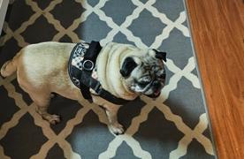 Joyride Harness Paw Polka Dots Dog Harness Review