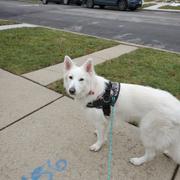 Joyride Harness White Plaid Dog Harness | 15% Off Review