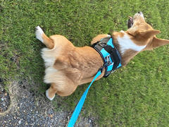 Joyride Harness Teal Dog Harness Review